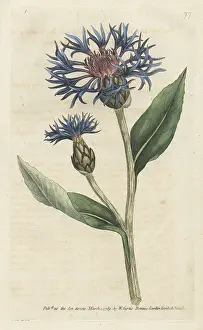 Cornflower: Greater blue bottle or perennial cornflower