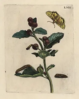 Burdock: Greater burdock with moth