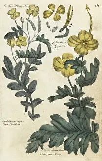 Culpepers: Greater celandine and celandine