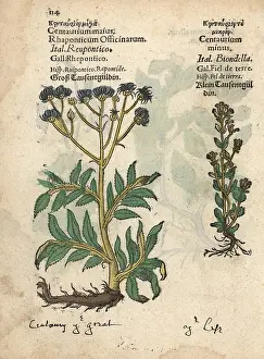 Minus: Greater centaury, Centaurium majus, and common