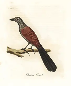 Coucal: Greater coucal, Centropus sinensis