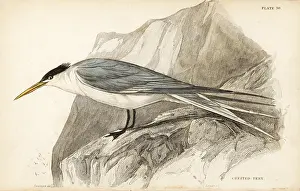 Swainson: Greater crested tern, Thalasseus bergii
