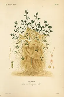 Dodder: Greater dodder or European dodder, Cuscuta europaea