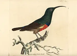Certhia: Greater double-collared sunbird, Cinnyris afer