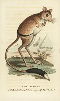 Jerboa: Greater Egyptian jerboa, Jaculus orientalis