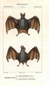 Megaderma: Greater false vampire bat, Megaderma lyra