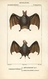 Megaderma: Greater false vampire bat, Megaderma lyra