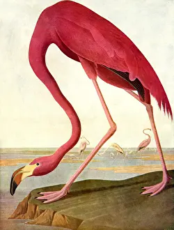 Flamingo: Greater Flamingo