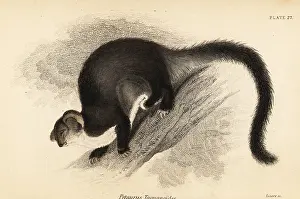 Steel Engraving: Greater glider, Petauroides volans