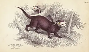 Vittata: Greater grison, Gallictis vittata