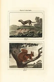 Barrs Buffon: Greater grison and red squirrel
