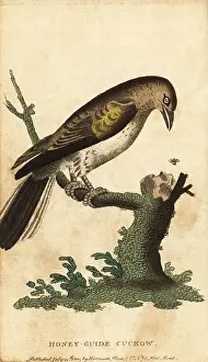 The Naturalists Pocket Magazine: Greater honeyguide, Indicator indicator