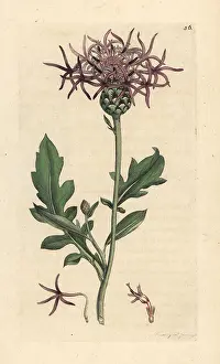 Knapweed: Greater knapweed, Centaurea scabiosa