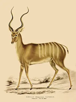 Latter: Greater Kudu