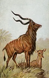 Maude: Two Greater Kudu