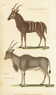 G. Kearsley: Greater kudu and common eland