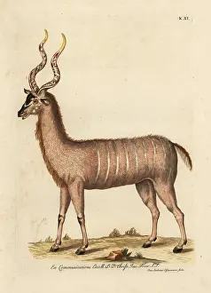 Auserlesenes: Greater kudu, Tragelaphus strepsiceros