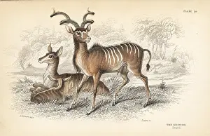 Kudu: Greater kudu, Tragelaphus strepsiceros