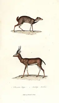Complements: Greater mouse-deer and Arabian gazelle
