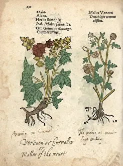 Malva: Greater musk-mallow, Malva alcea