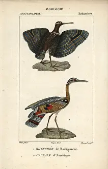 Jean Francois: Greater painted snipe, Rostratula benghalensis