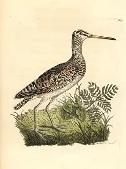 Benghalensis: Greater painted-snipe, Rostratula benghalensis