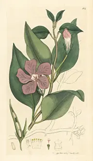 Periwinkle: Greater periwinkle, Vinca major