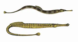 Syngnathus: Greater Pipefish and Broad-Nosed Pipefish