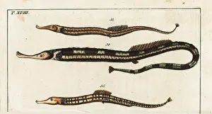 Syngnathus: Greater pipefish and Sargassum pipefish