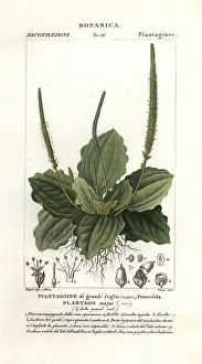 Plantain: Greater plantain, Plantago major