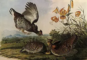 Hens: Greater Prairie Chicken