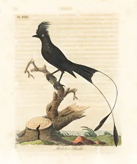 Malabar: Greater racket-tailed drongo, Dicrurus paradiseus