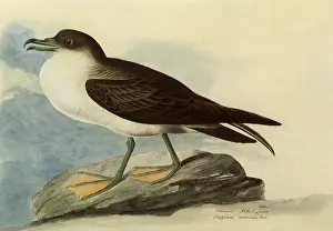 Shearwater: Greater Shearwater