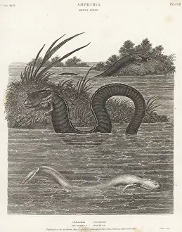 Orme And Brown: Greater siren and olm