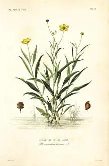 Lingua: Greater spearwort, Ranunculus lingua