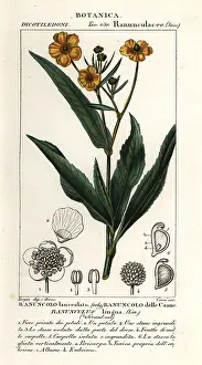 Euphoria: Greater spearwort, Ranunculus lingua