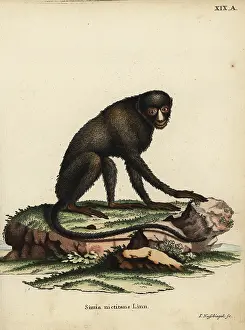 Linn: Greater spot-nosed monkey or putty-nosed monkey