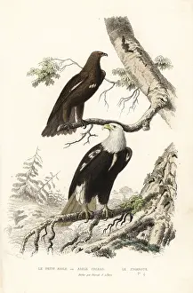 Achille Richard: Greater spotted eagle and bald eagle