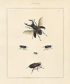 Scarabaeus: Greater stag beetle, lesser stag beetle, etc