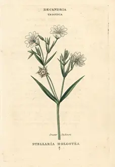 Stitchwort: Greater stitchwort, Stellaria holostea