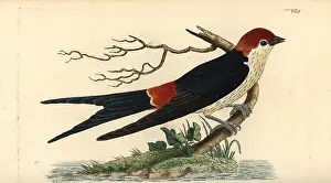 Capensis: Greater striped swallow, Hirundo cucullata