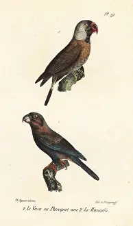 Oeuvres: Greater vasa parrot and mascarene parrot