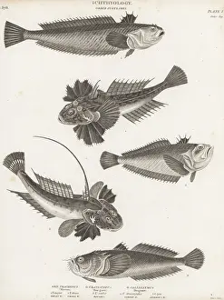 Orme And Brown: Greater weever, Atlantic stargazer and dragonet fish