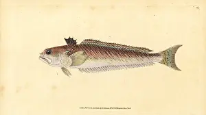 Weever: Greater weever, Trachinus draco