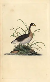 Anser: Greater white-fronted goose, Anser albifrons