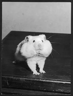Hamster: GREEDY HAMSTER