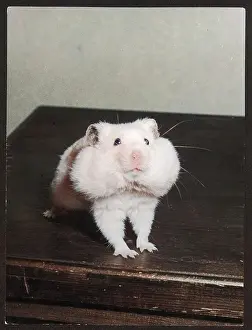 Hamster: GREEDY HAMSTER