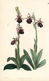 Bumblebee: Greek orchids