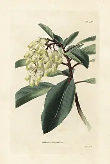 Arbutus: Greek strawberry tree, Arbutus andrachne