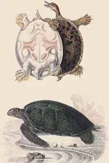 Tortoises: A Greek Tortoise and a Box Tortoise